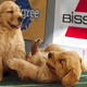 Illustration for article titled Puppy Bowl Overshadowed By League’s Rampant Heartworm Pill Abuse